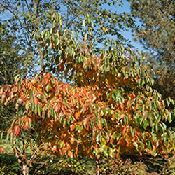 Nyssa sylvatica is a Deciduous Tree Native to North America