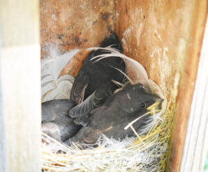 Image shows baby birds inside of a bird box.